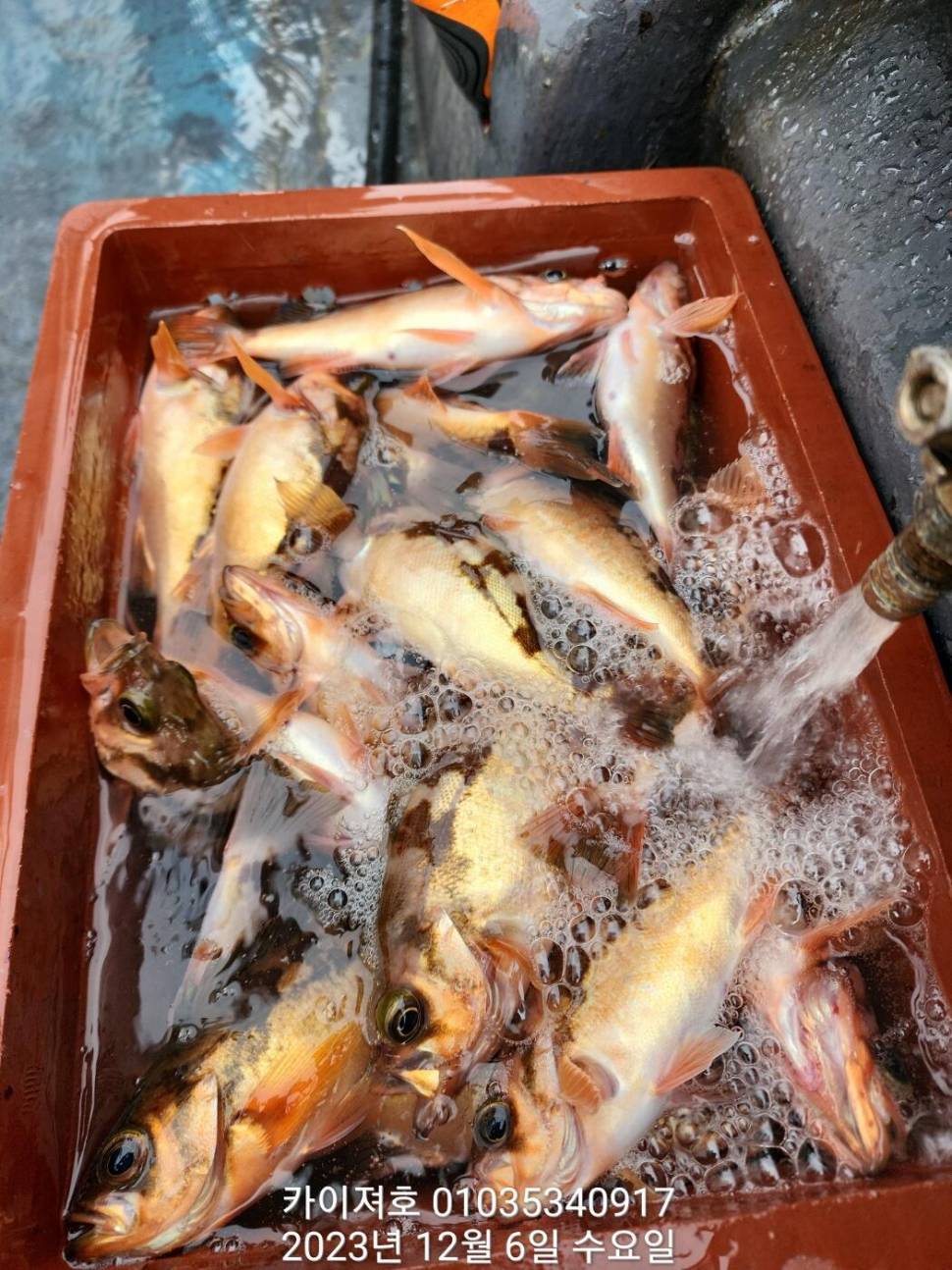 줄줄이 알사탕 열기 엄청 나옵니다 금요일 여유자리 (조황조행기 - 바다선상조황)