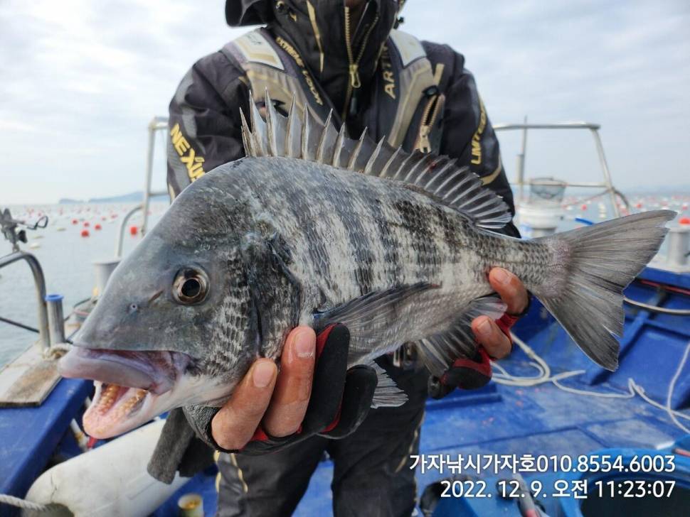 감성돔 조황 (조황조행기 - 바다선상조황)