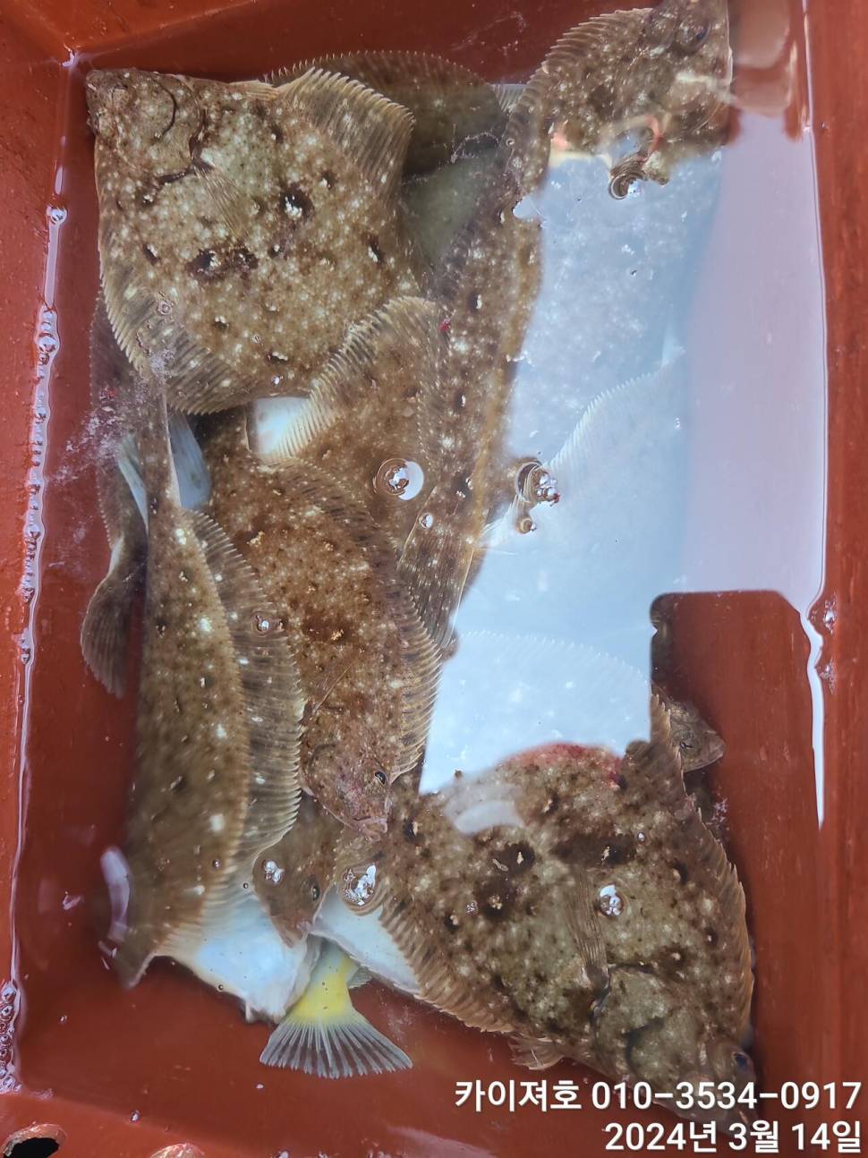 왕도다리참가자미가 풍년 입니다 (조황조행기 - 바다선상조황)