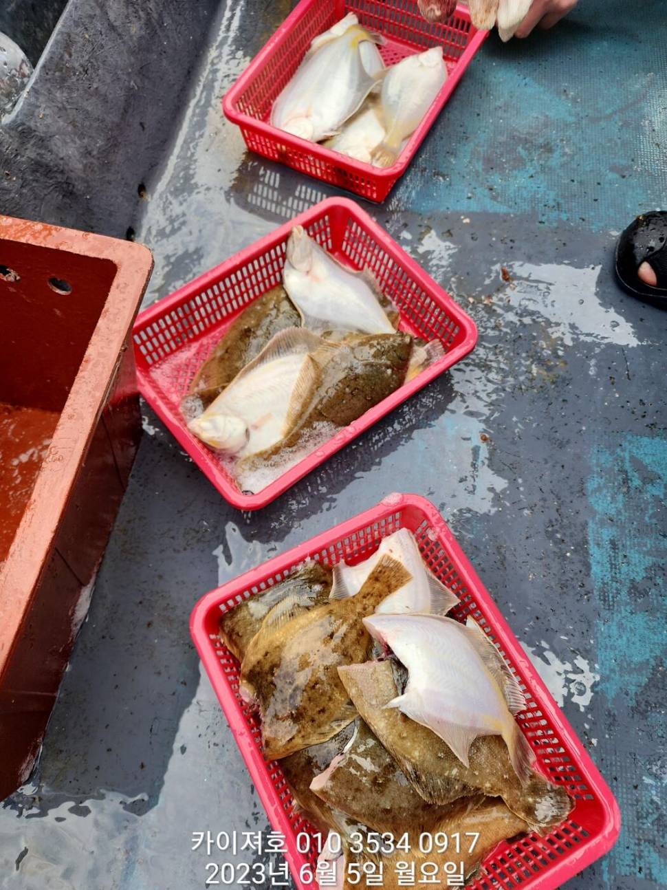 5일 아따 대단해요ㅎ (조황조행기 - 바다선상조황)