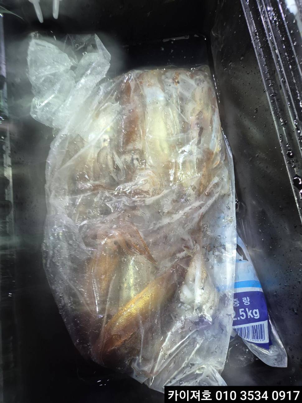 13일 주간 왕대구야간 오징어 조황 (조황조행기 - 바다선상조황)