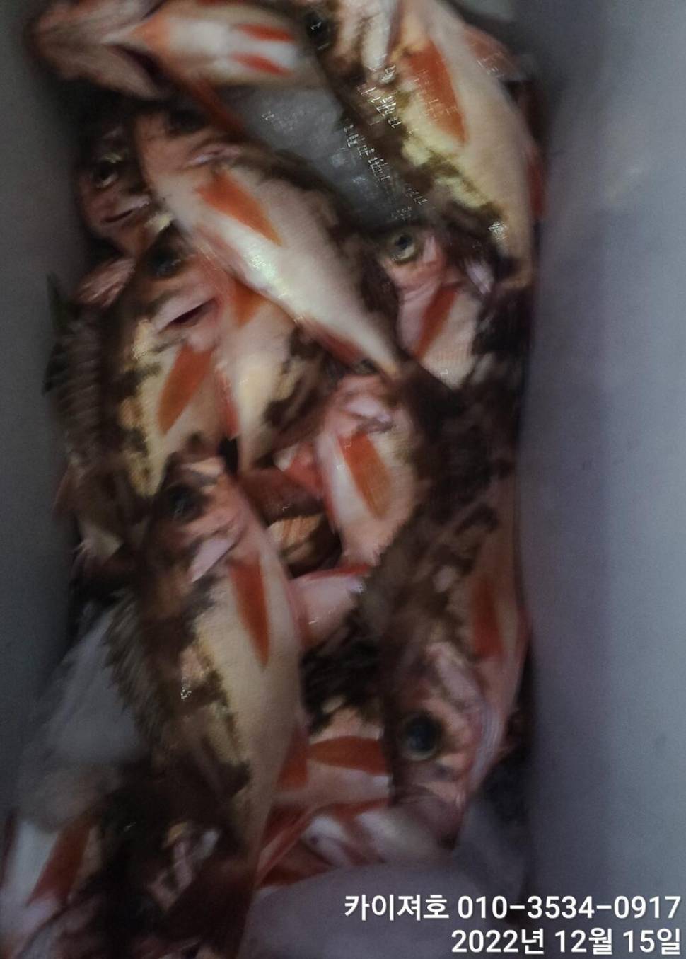 16일 12시 출항왕열기 줄줄이 타오르는 외줄만의 매력 (조황조행기 - 바다선상조황)