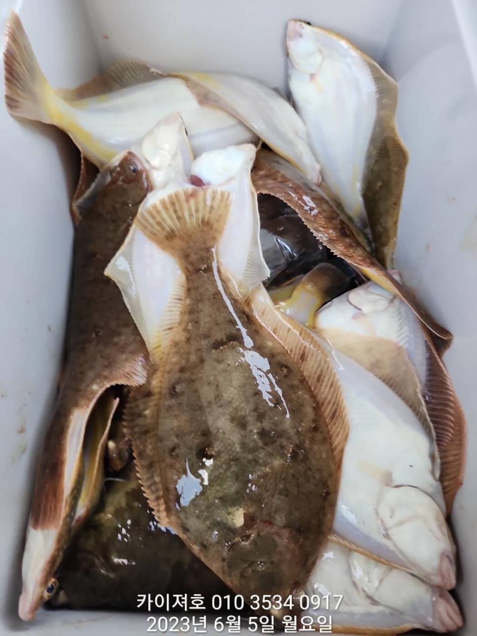 5일 아따 대단해요ㅎ (조황조행기 - 바다선상조황)