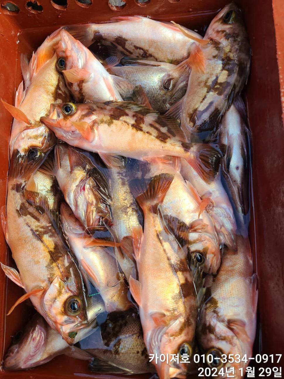 29일오전 볼락 열기 쿨러가 두둑 합니다 (조황조행기 - 바다선상조황)