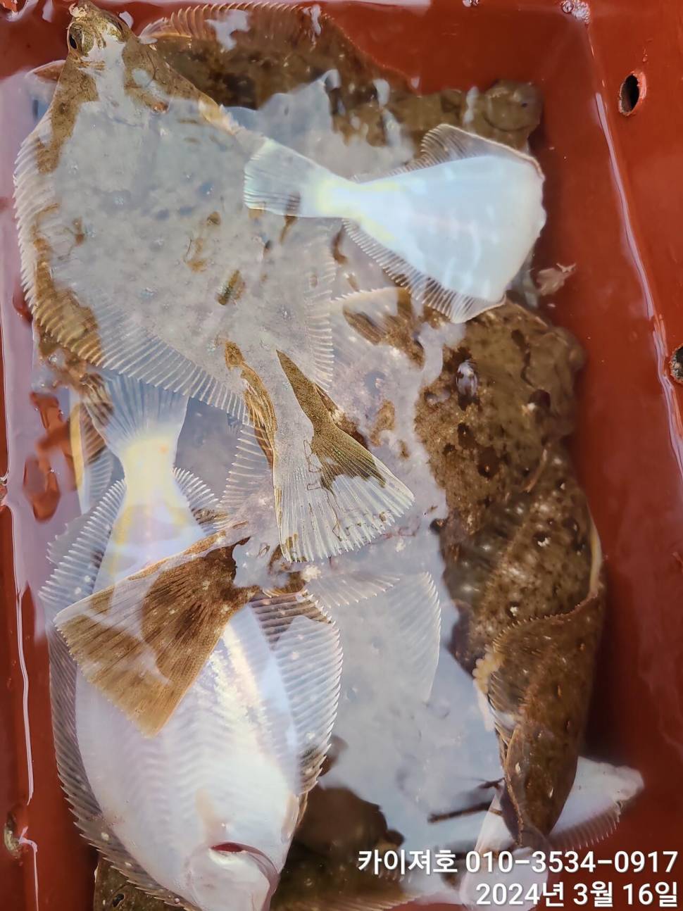 16일오전도 오후도 타작 (조황조행기 - 바다선상조황)