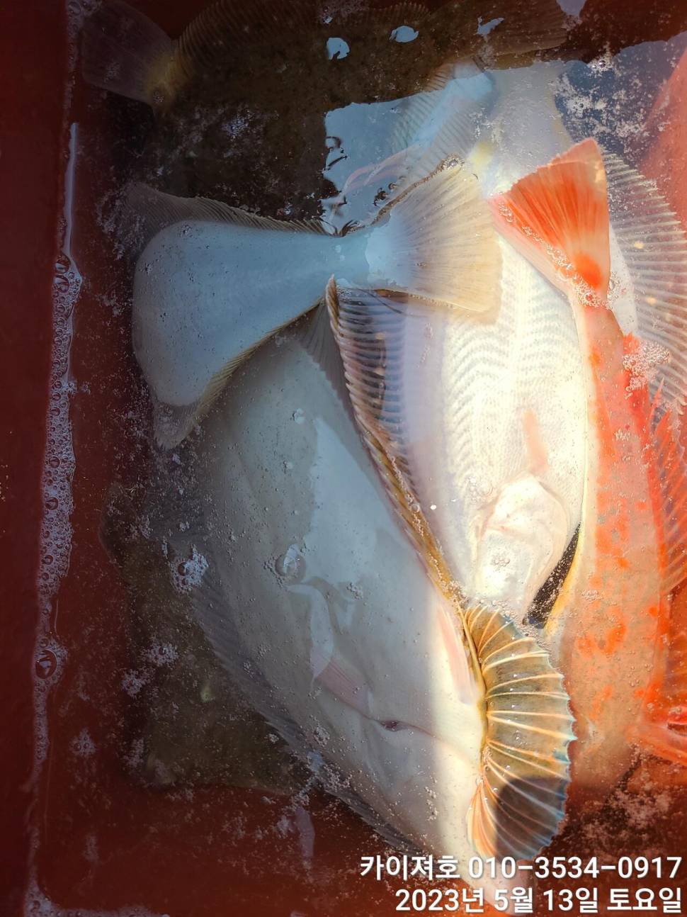 13일오전 도다리참가자미 넉넉히 담았어요 (조황조행기 - 바다선상조황)