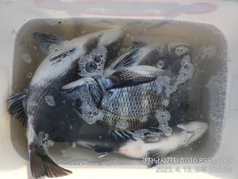 감성돔 선상갯바위 조황입니다 (조황조행기 - 바다선상조황)