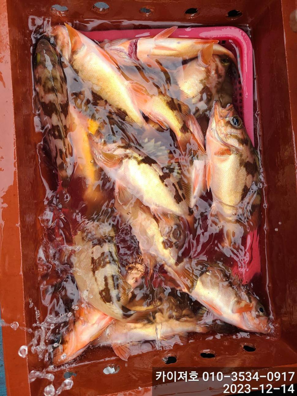 14일오전 줄줄아 볼락열기 꽃이 활짝 (조황조행기 - 바다선상조황)