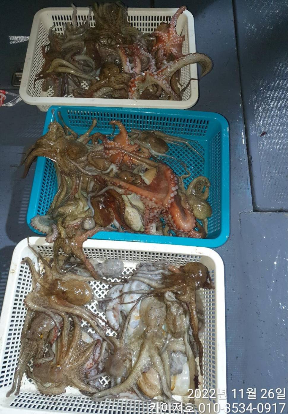 25일 밤 돌문어 파이팅 넘침 속에 마릿수 행진 (조황조행기 - 바다선상조황)