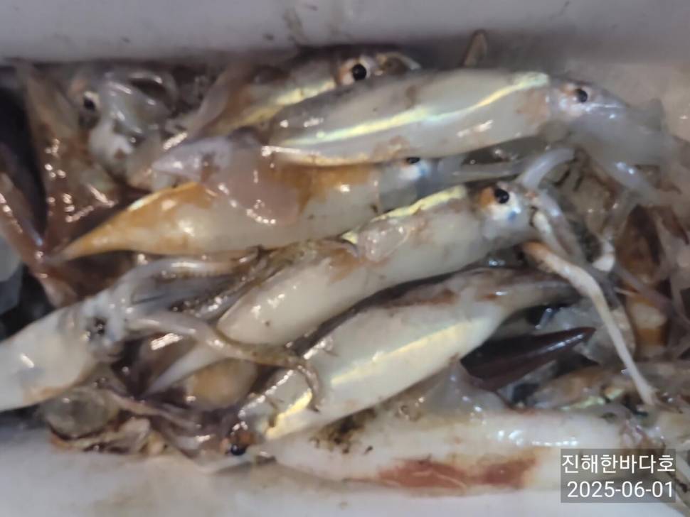 1일 철수 한치왕오징어 시원하게 쭉쭉 째고가는 손맛 찐하게 보시며 즐기고 왔습니다0 (조황조행기 - 바다선상조황)