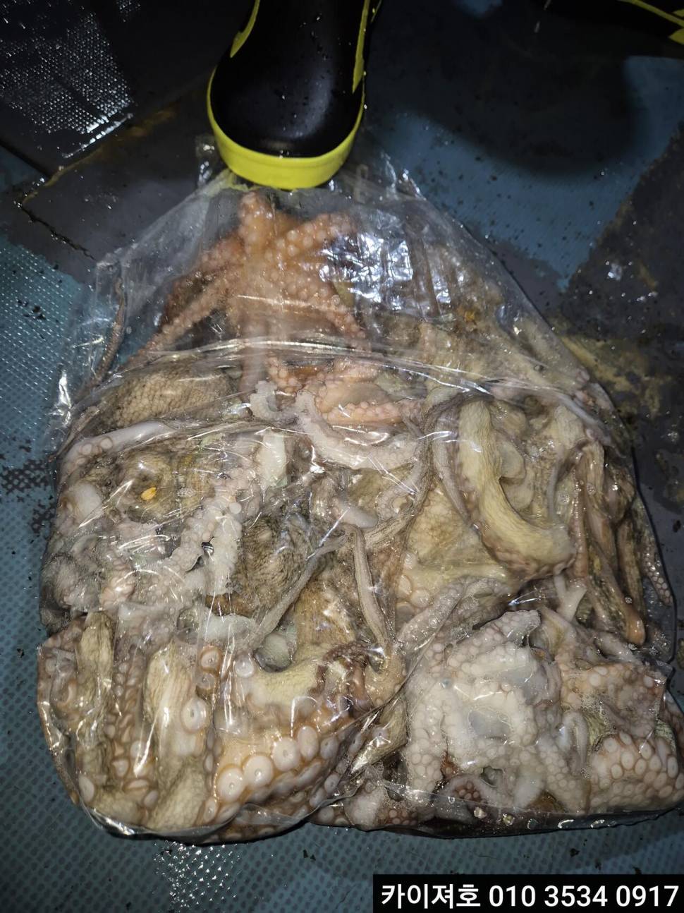 16일야간 돌문어 조황 (조황조행기 - 바다선상조황)