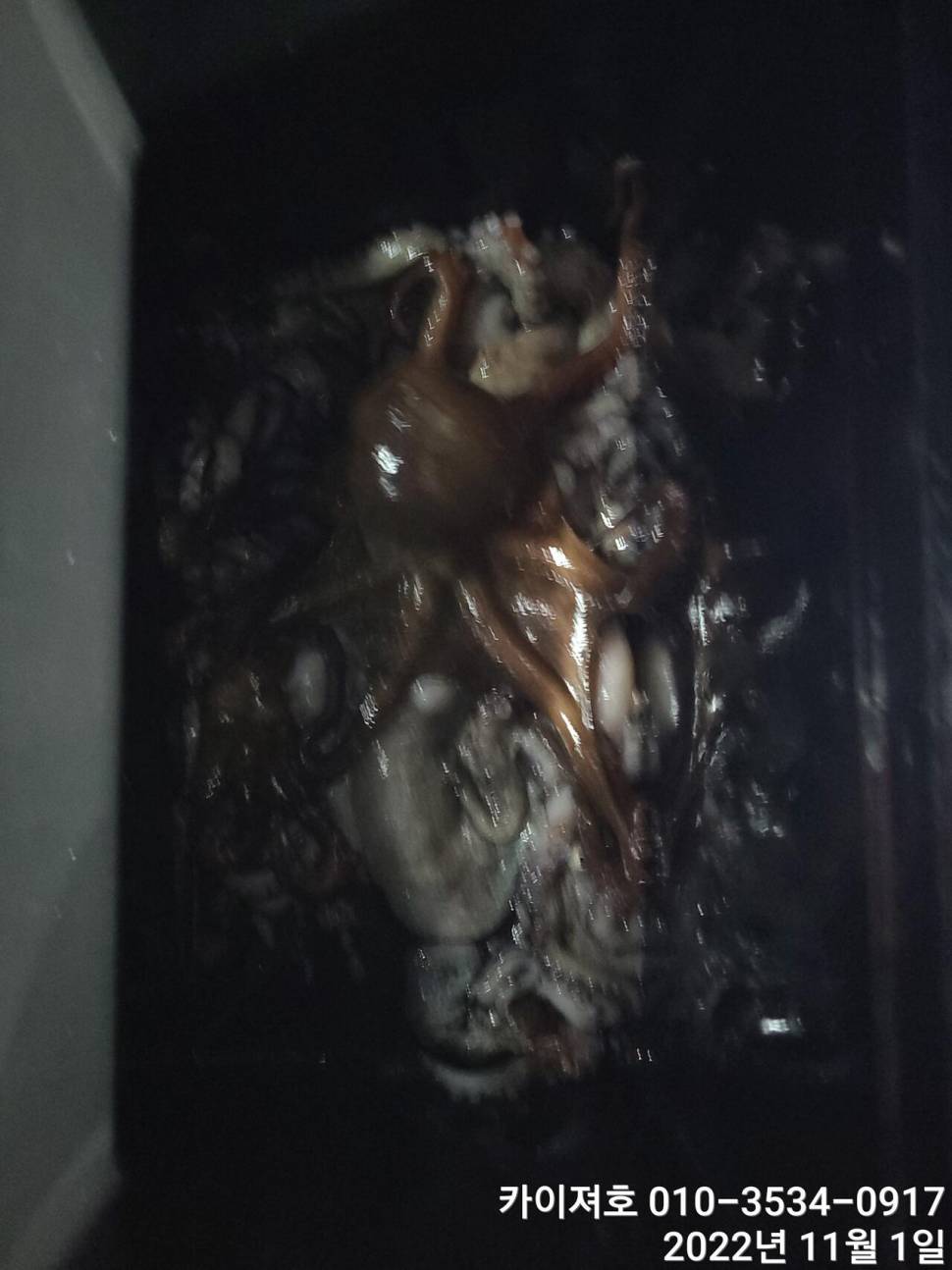 포항 돌문어 조황 어제밤 다음 출항일 금토 (조황조행기 - 바다선상조황)