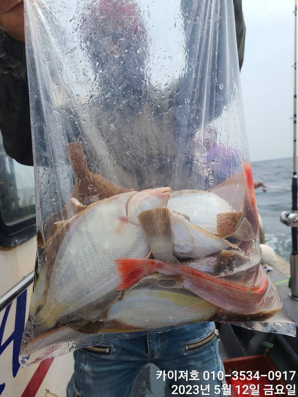 12일오늘도 마릿수 폭팔 두둑 합니다ㅎ (조황조행기 - 바다선상조황)