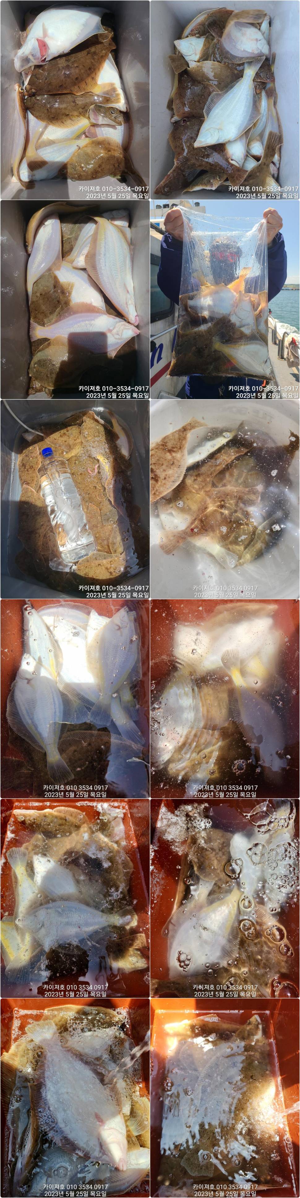 토요일 오전 오후 자리 많음도다리참가자미 억수로 잘 나오는데ㅎ (조황조행기 - 바다선상조황)