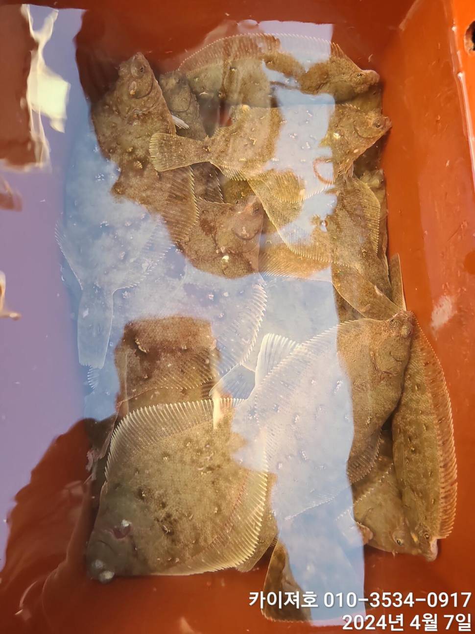 7일 오전 오후마릿수 씨알 대 폭팔 (조황조행기 - 바다선상조황)