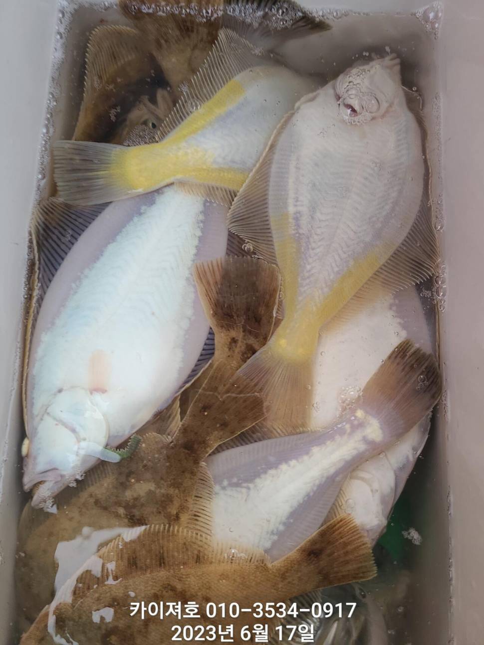 수북히 담아 가실수있는 도다리참가자미 (조황조행기 - 바다선상조황)