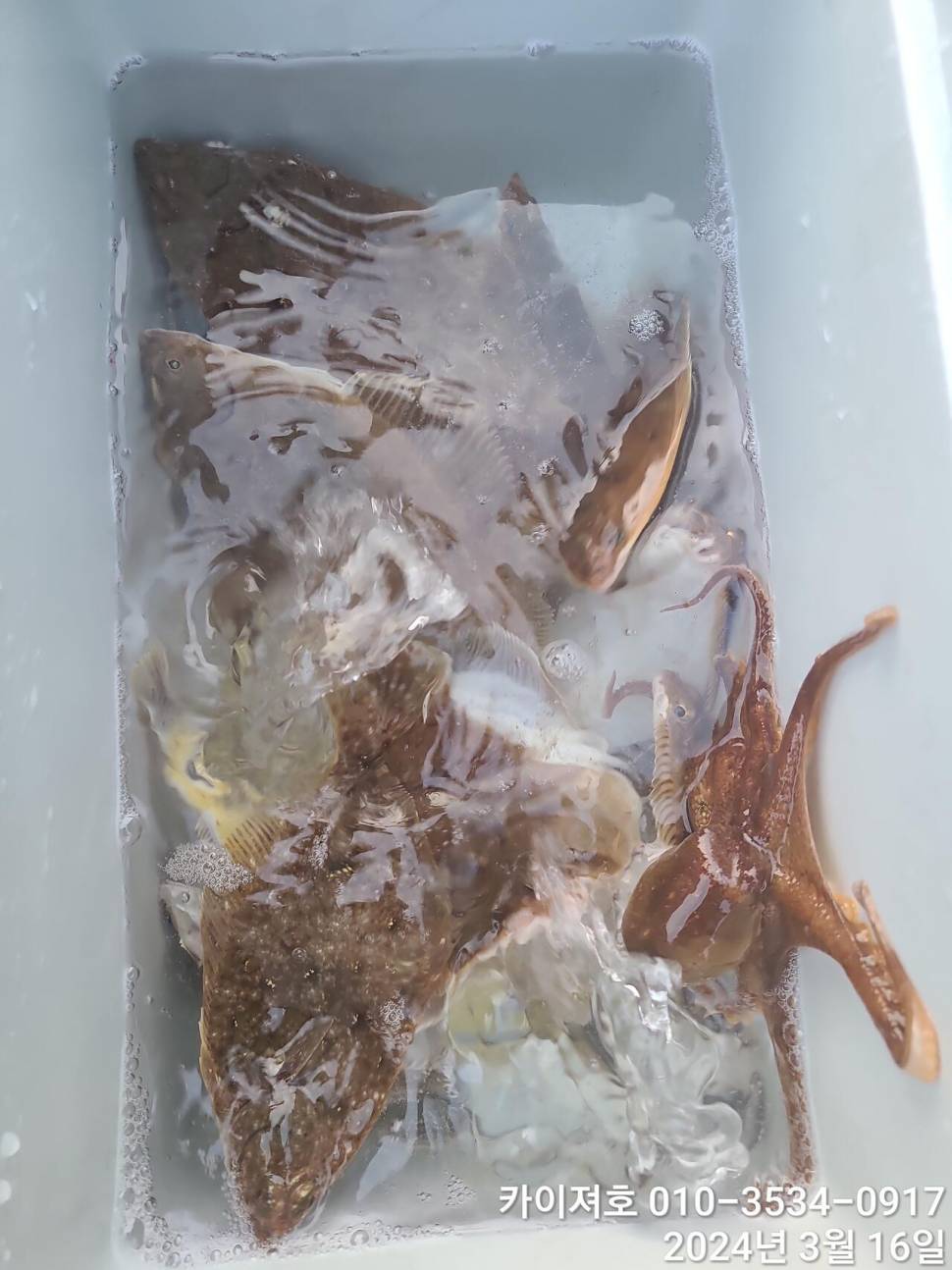 16일오전도 오후도 타작 (조황조행기 - 바다선상조황)