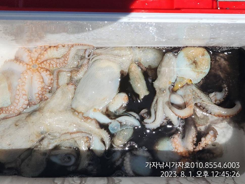 가자호 돌문어 조황입니다 (조황조행기 - 바다선상조황)