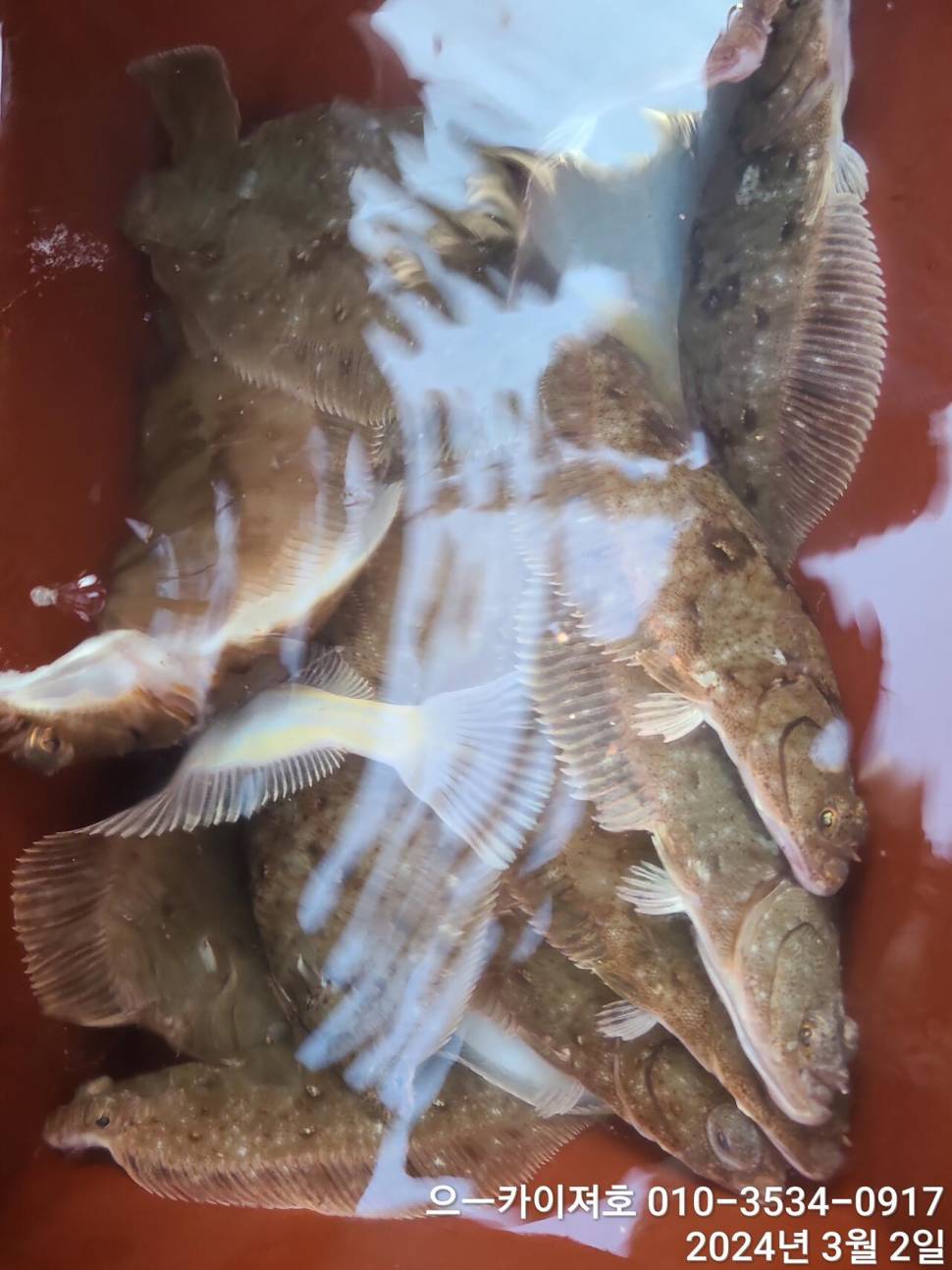 2일 오후 도다리참가자미 대박 입니다 (조황조행기 - 바다선상조황)