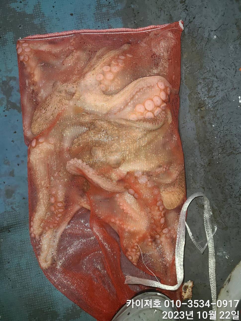 22일 야간 돌문어 조황 굿 (조황조행기 - 바다선상조황)