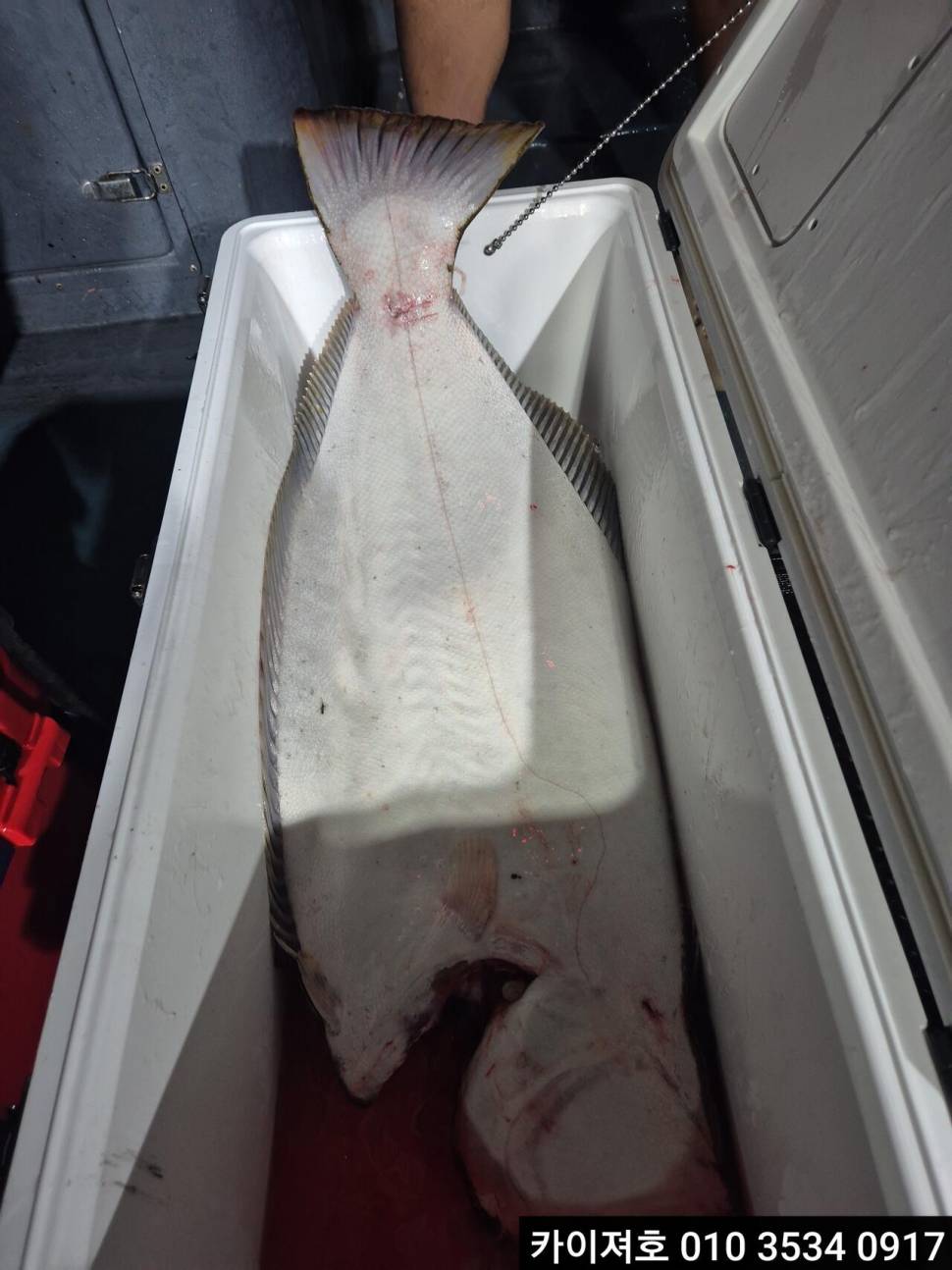 27일 시장급 고등어왕전갱이 조황 (조황조행기 - 바다선상조황)