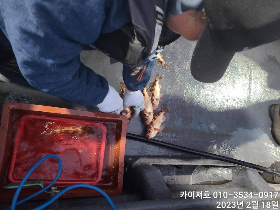 카이져호왕우럭왕볼락왕열기 수요일 부터 정상출항 (조황조행기 - 바다선상조황)