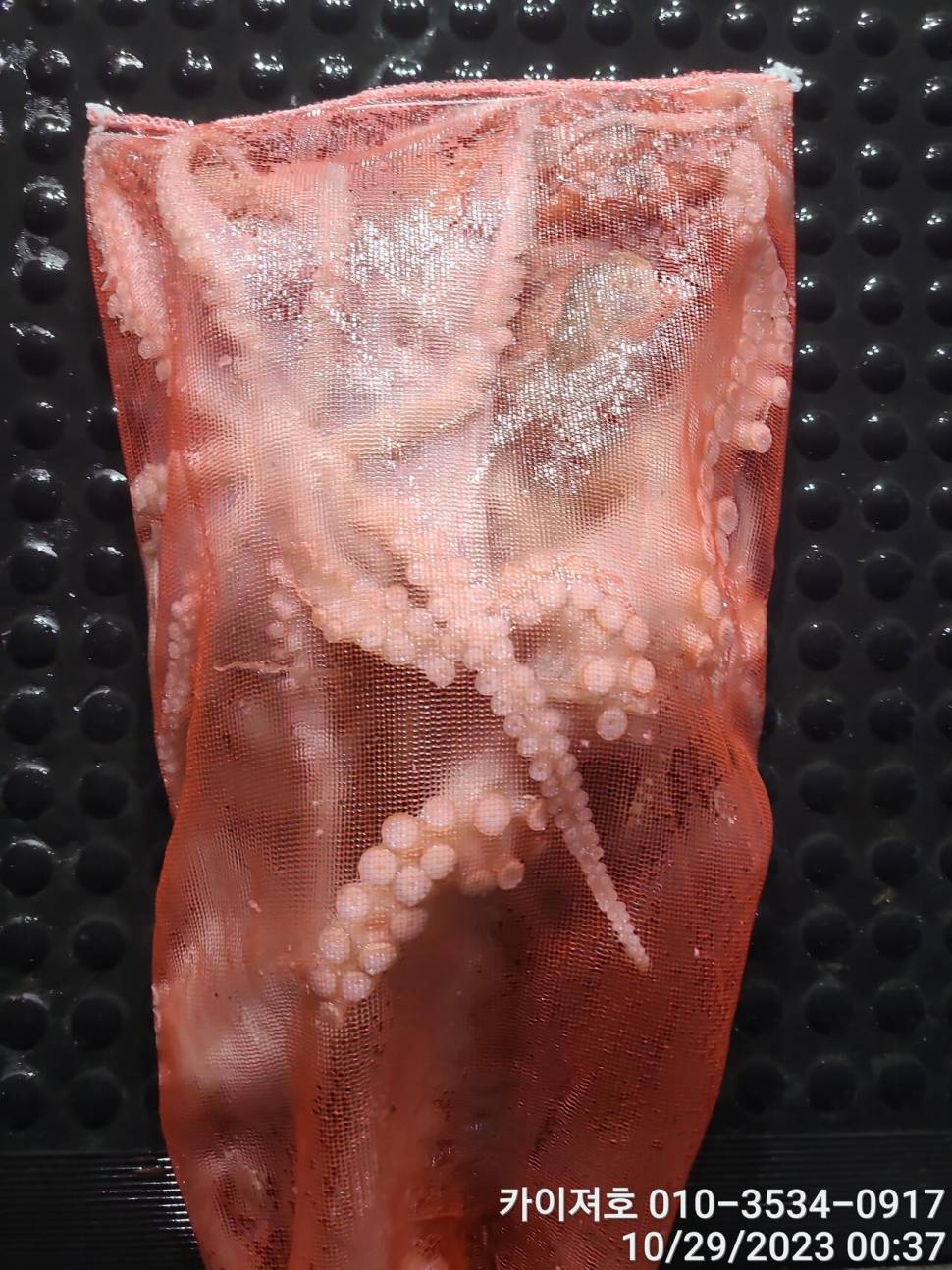 28일포항 야간 돌문어 악조건 속에서도 마릿수 굿 (조황조행기 - 바다선상조황)