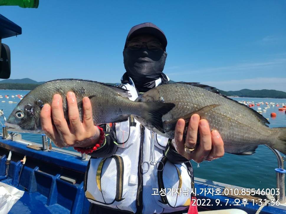 감성돔 조황 (조황조행기 - 바다선상조황)