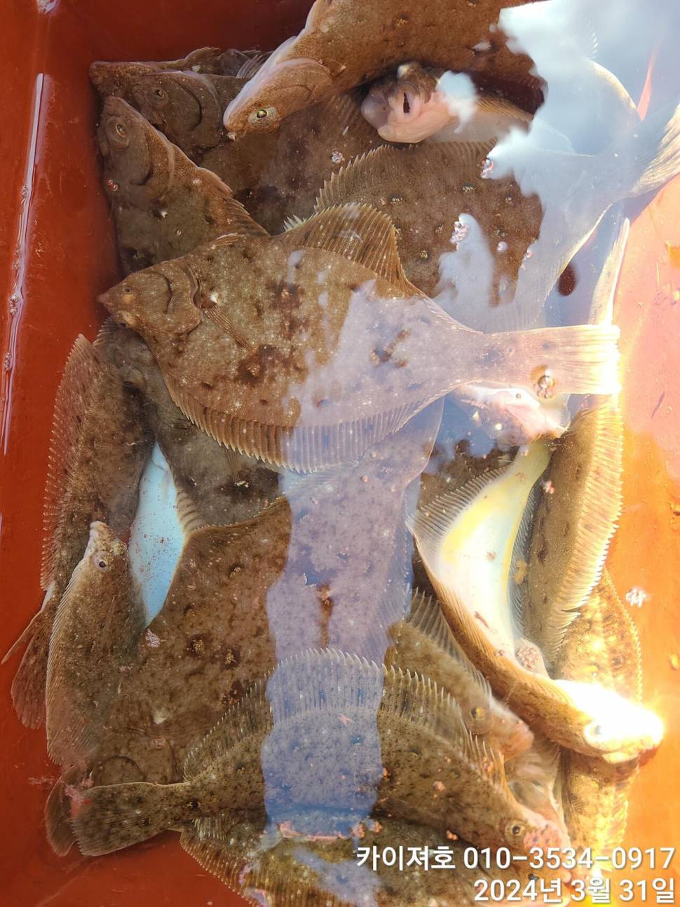 31일오늘도 타작 변함 없이 대박 입니다 (조황조행기 - 바다선상조황)