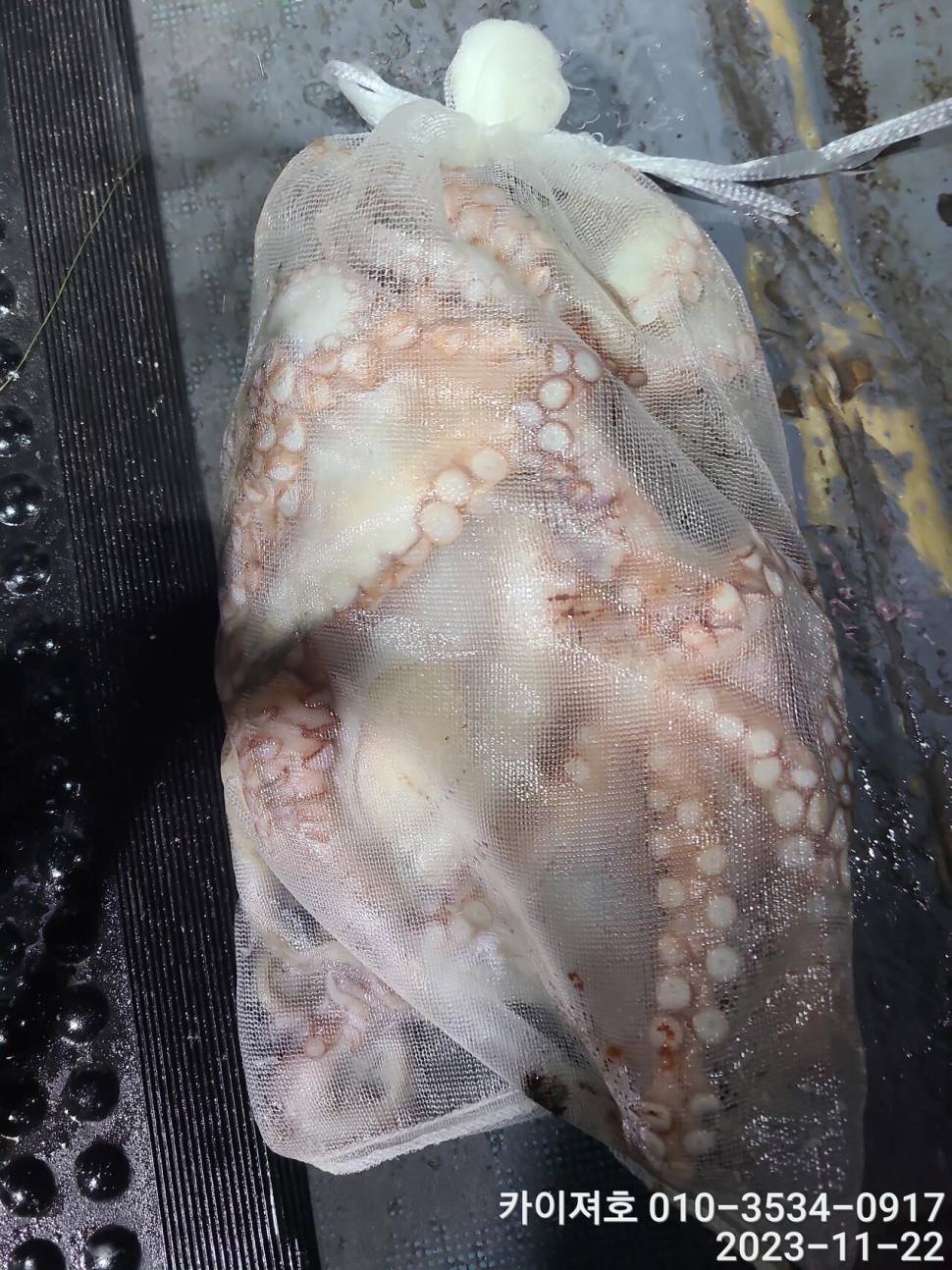 22일카이져호 야간 돌문어 오늘도 굿 (조황조행기 - 바다선상조황)