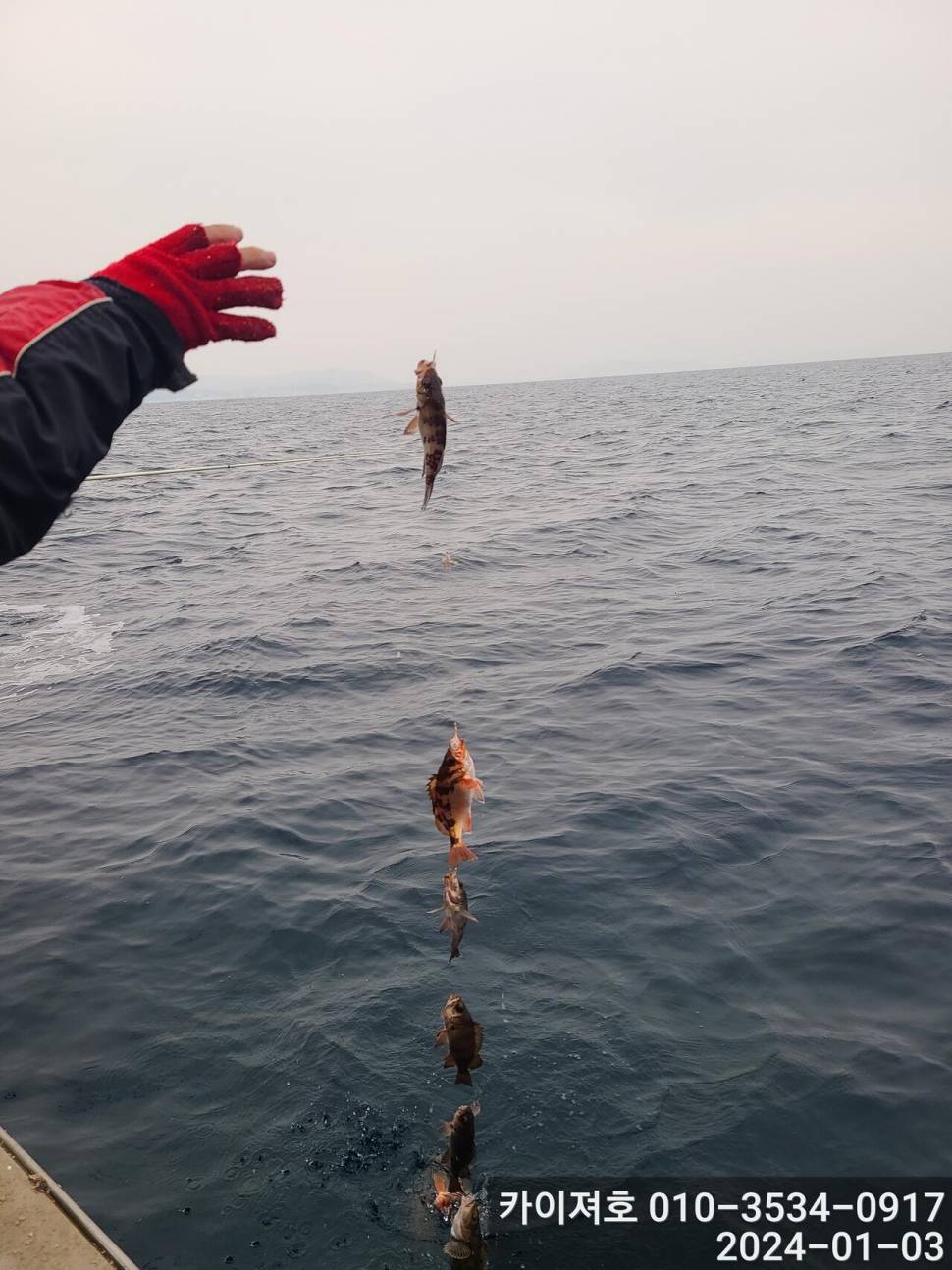 3일오전 완전 쓸어 담았네 왕볼락 볼락 열기 (조황조행기 - 바다선상조황)