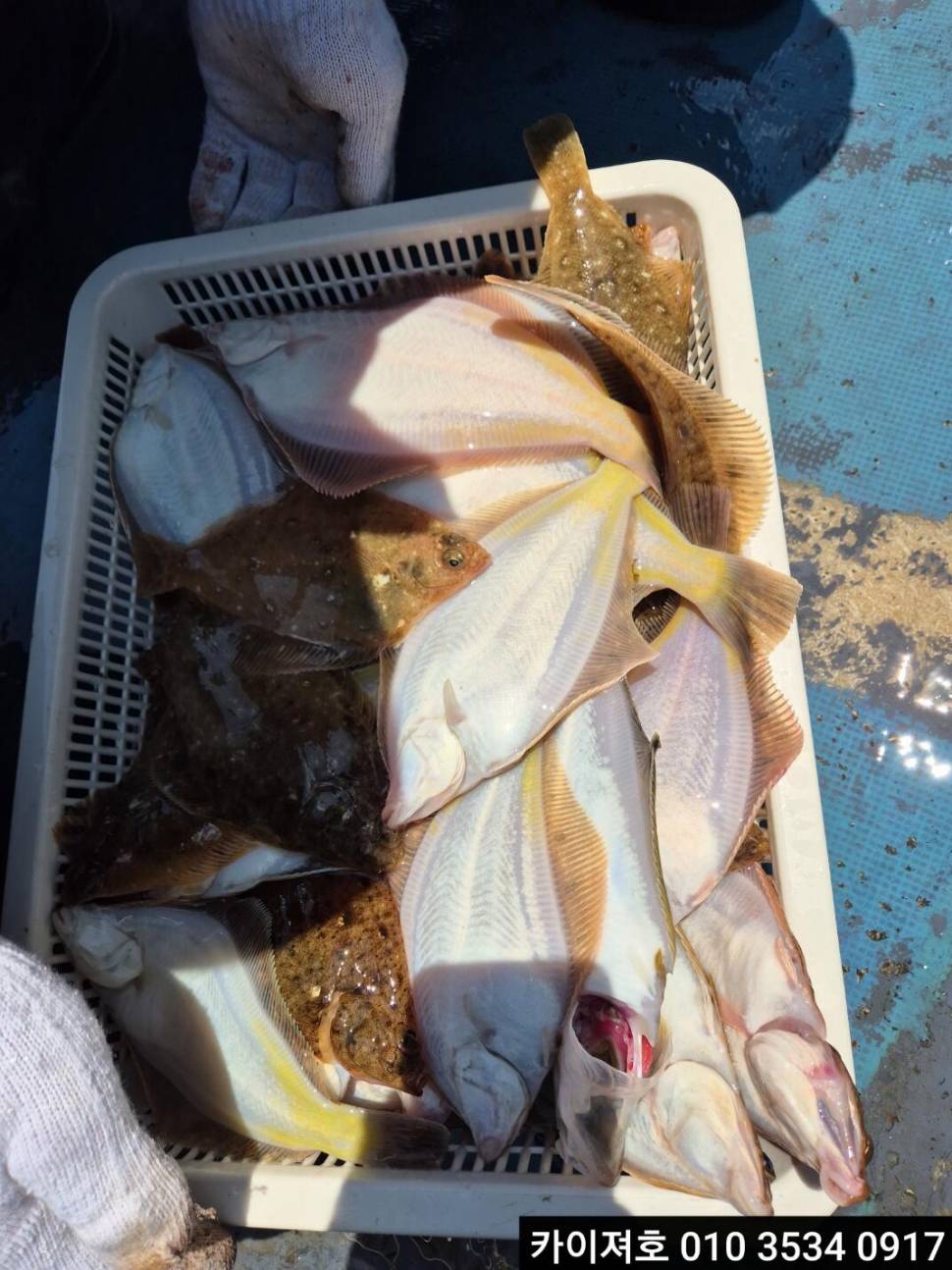 4일오전 도다리참가자미 타작 (조황조행기 - 바다선상조황)