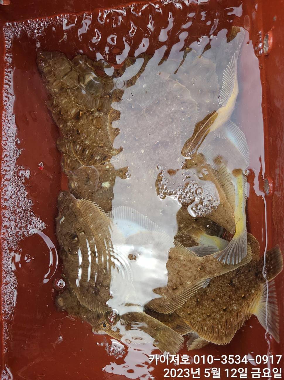 12일오늘도 마릿수 폭팔 두둑 합니다ㅎ (조황조행기 - 바다선상조황)