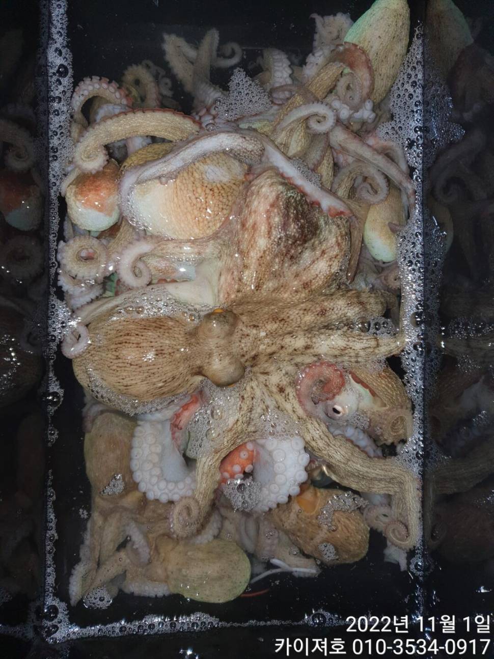 포항 돌문어 조황 어제밤 다음 출항일 금토 (조황조행기 - 바다선상조황)