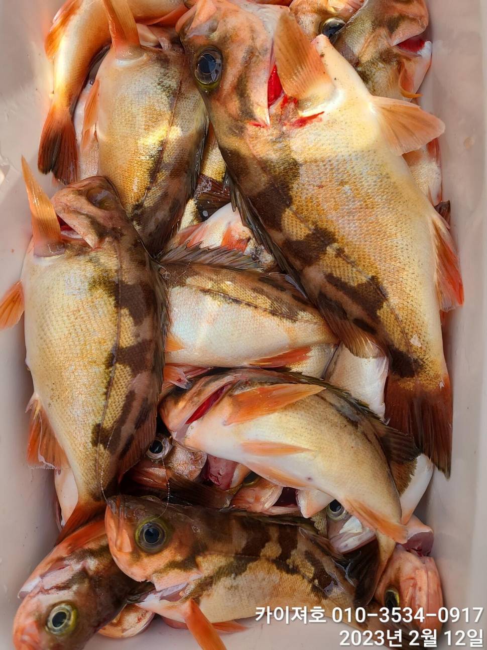 12일오전 왕열기 넉넉히 담아 입항 다음예약일은 목요일 (조황조행기 - 바다선상조황)