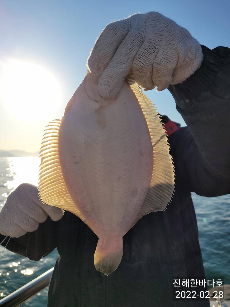 오늘도 통통하고 굵직굵직한 도다리 찐한 손맛보시며 즐겁게 힐링하고 왔습니다0 (조황조행기 - 바다선상조황)