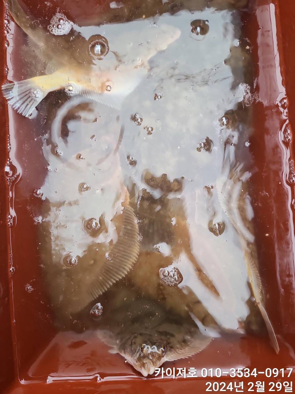 29일 왕도다리참가자미문어는 덤 입니다 (조황조행기 - 바다선상조황)