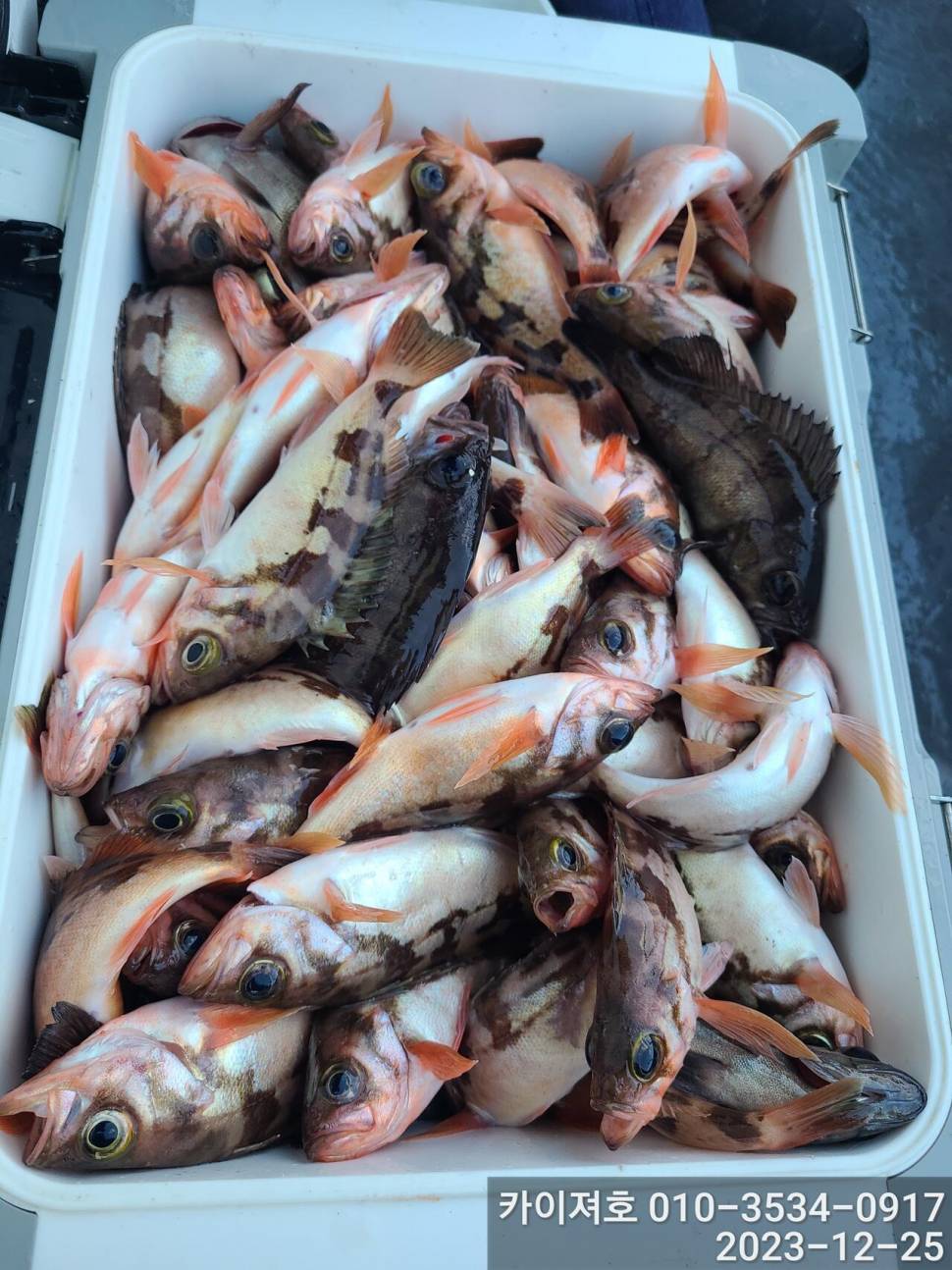 25일오전 볼락열기 우당탕탕 (조황조행기 - 바다선상조황)