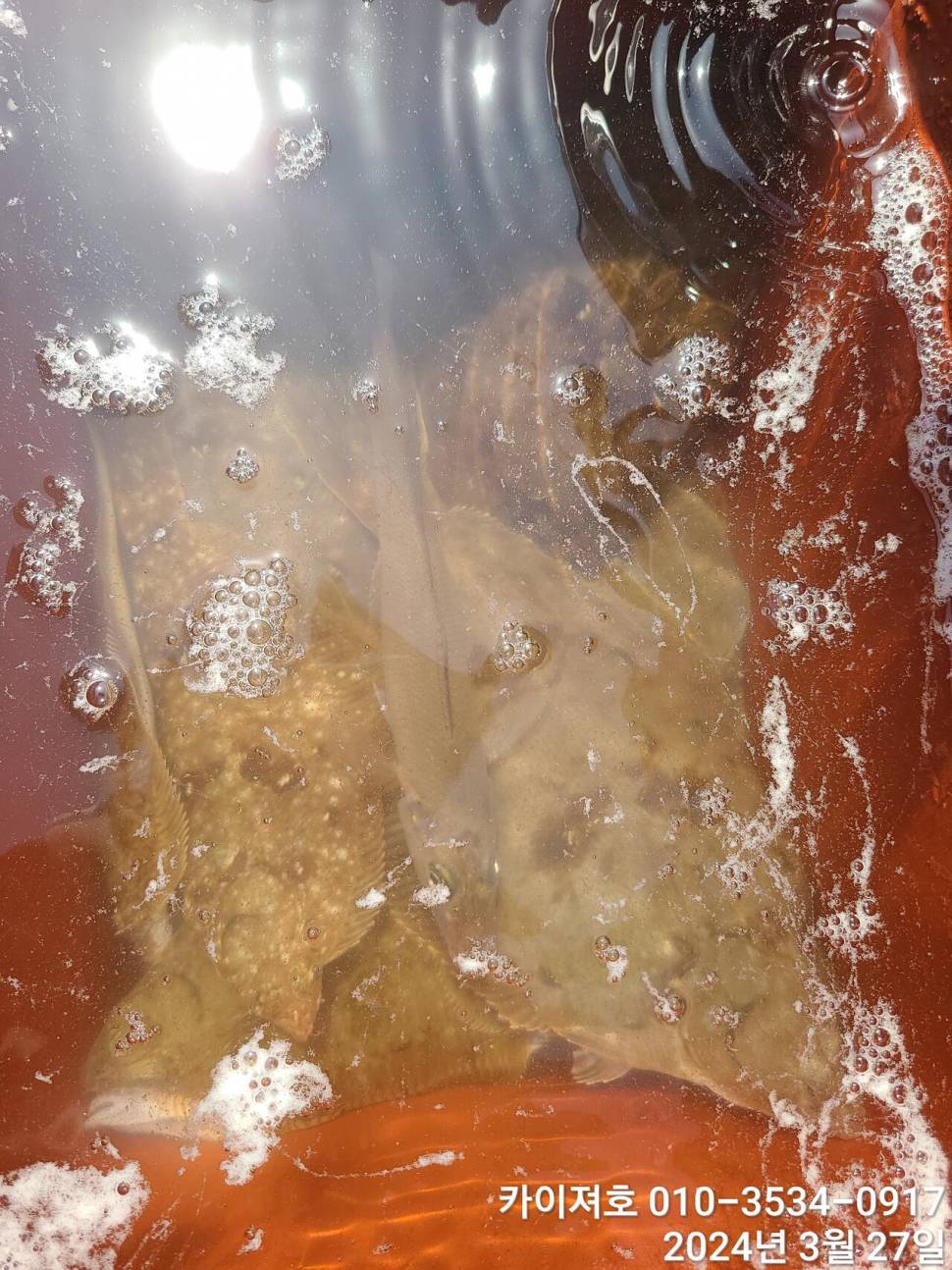 27일오늘도 대폭발 역시나 계속 되는 타작행진 (조황조행기 - 바다선상조황)