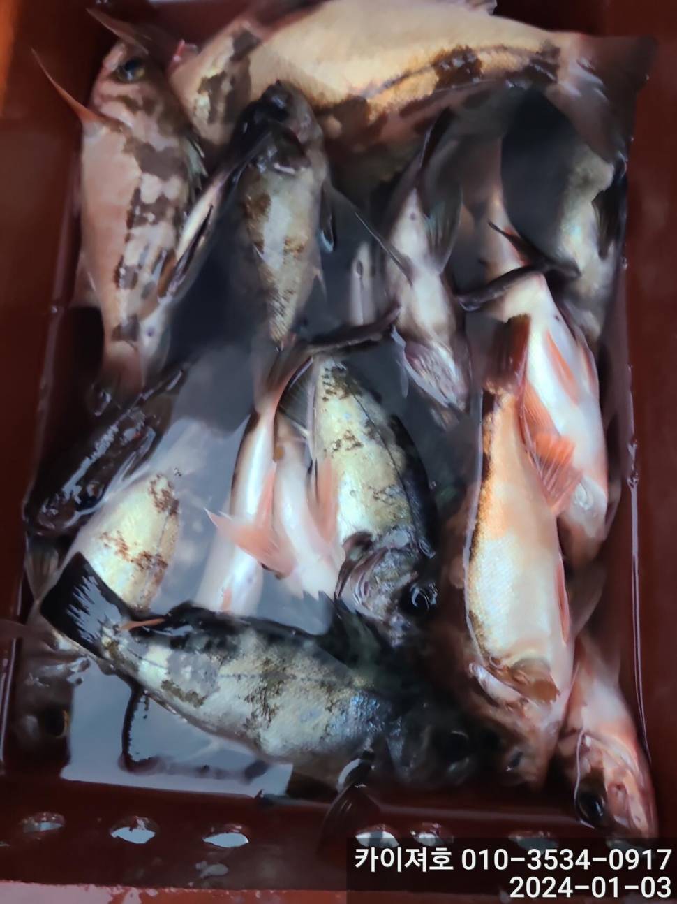 3일오전 완전 쓸어 담았네 왕볼락 볼락 열기 (조황조행기 - 바다선상조황)