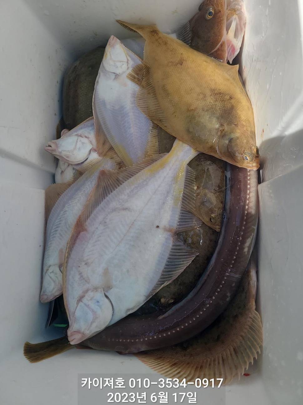 수북히 담아 가실수있는 도다리참가자미 (조황조행기 - 바다선상조황)