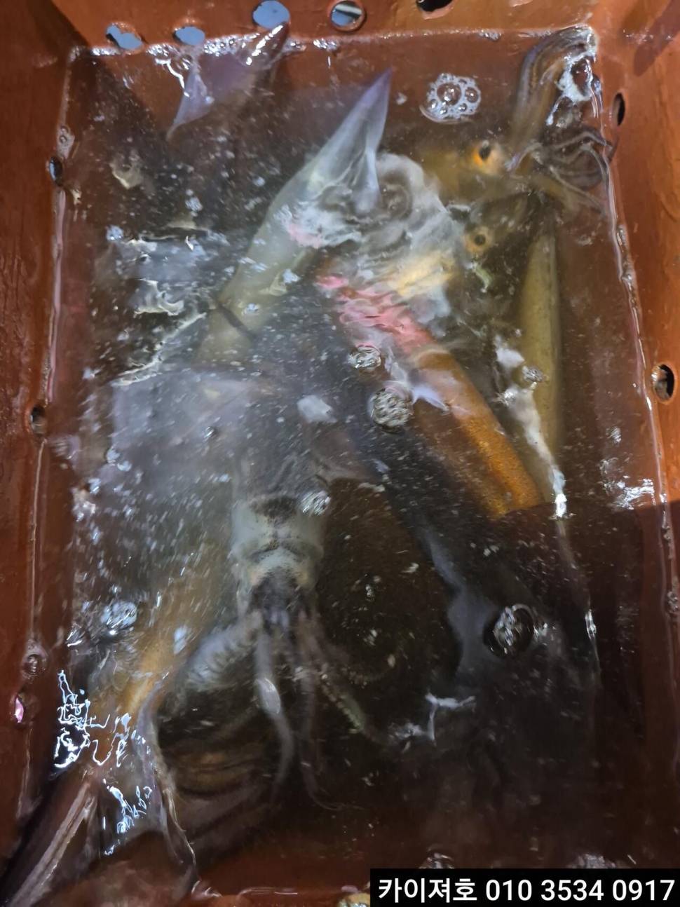 21일야간 오징어 조황 (조황조행기 - 바다선상조황)