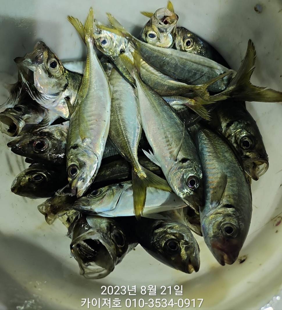 21일 밤 왕고등어 대전갱이 폭팔타작 (조황조행기 - 바다선상조황)