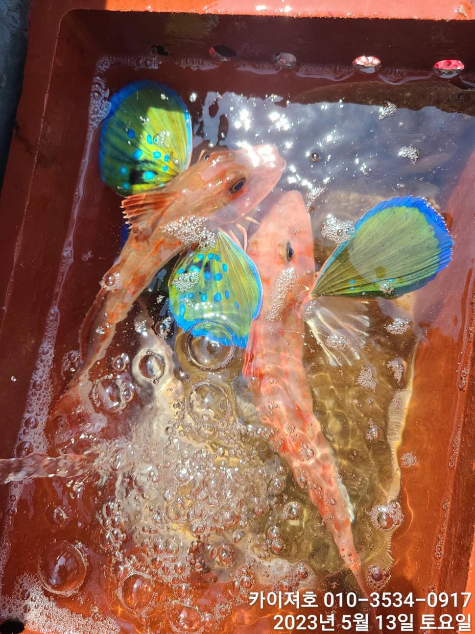 13일오전 도다리참가자미 넉넉히 담았어요 (조황조행기 - 바다선상조황)