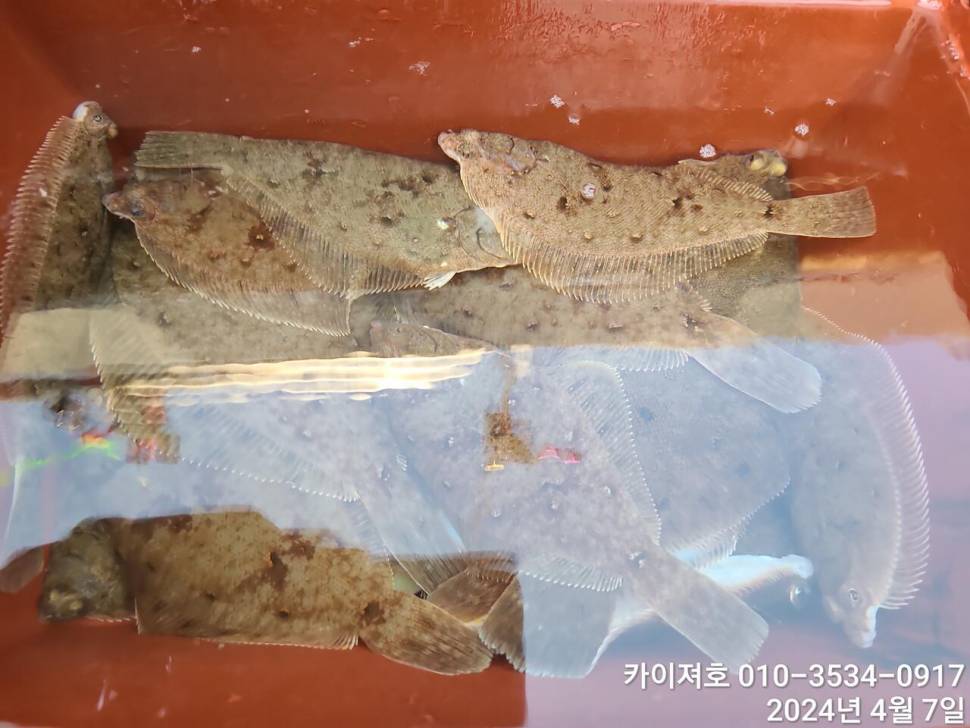 7일 오전 오후마릿수 씨알 대 폭팔 (조황조행기 - 바다선상조황)