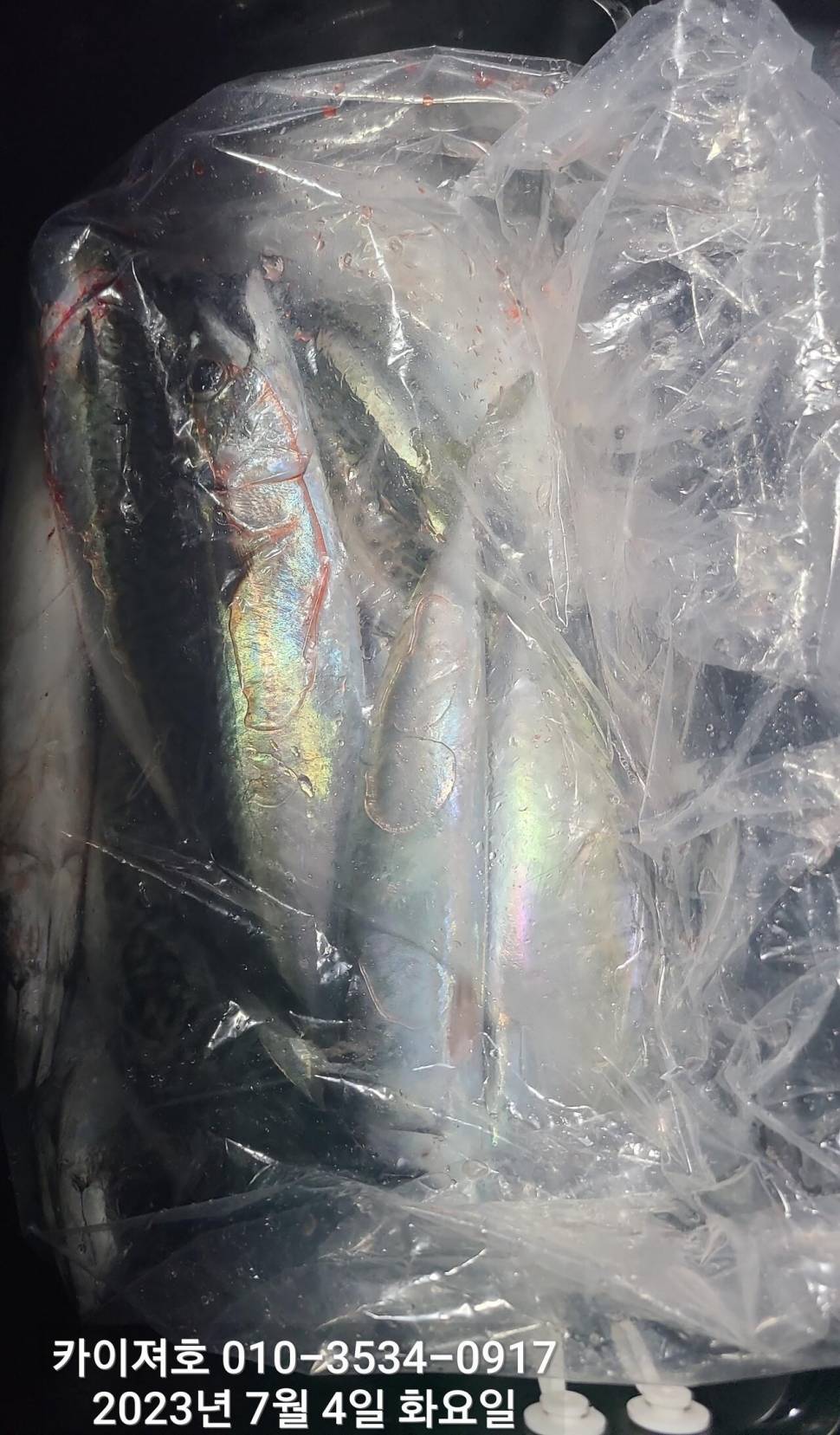 3일밤에 이거 진짜 물건이네명품왕고등어 (조황조행기 - 바다선상조황)