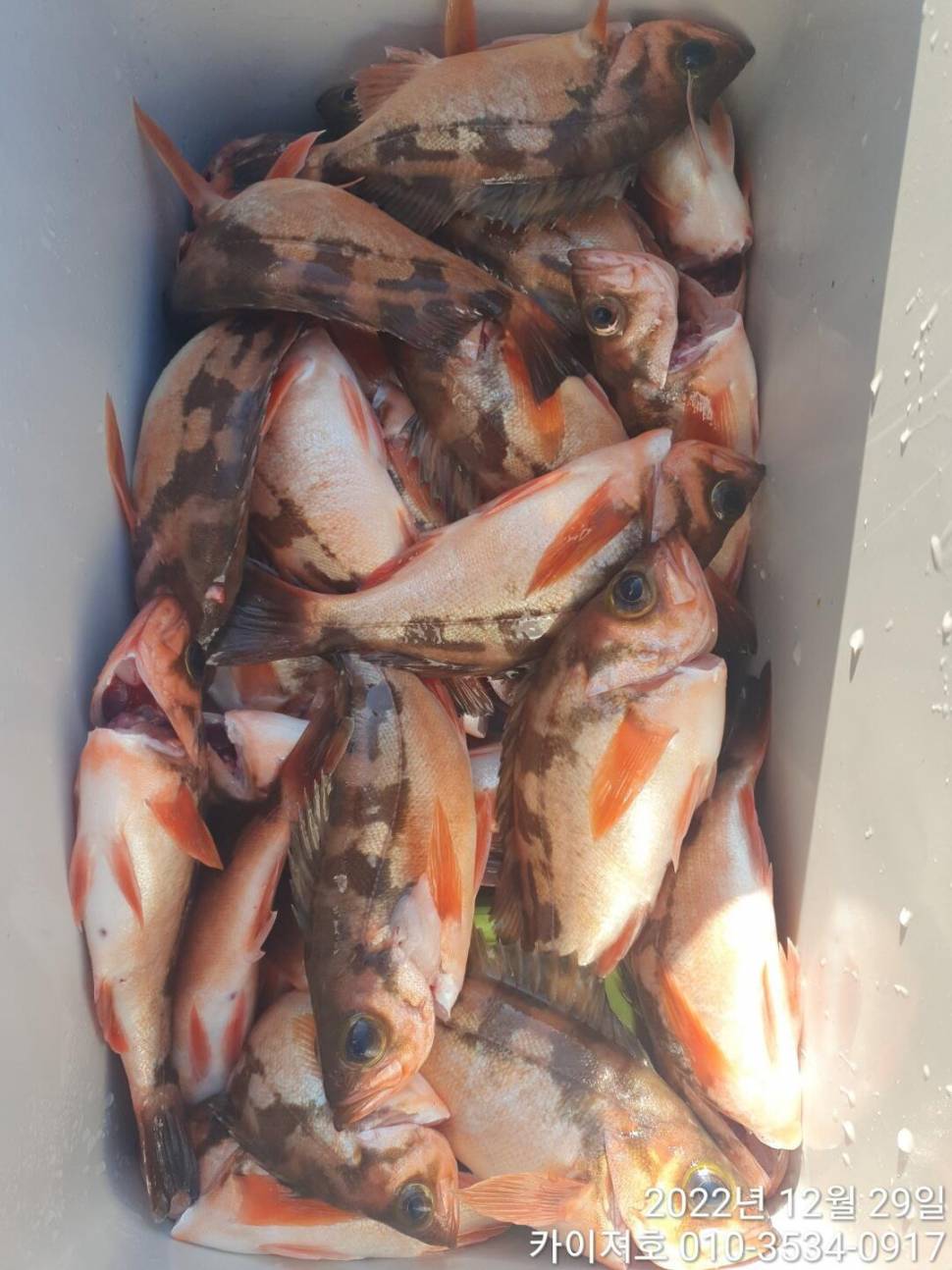 29일타작 (조황조행기 - 바다선상조황)