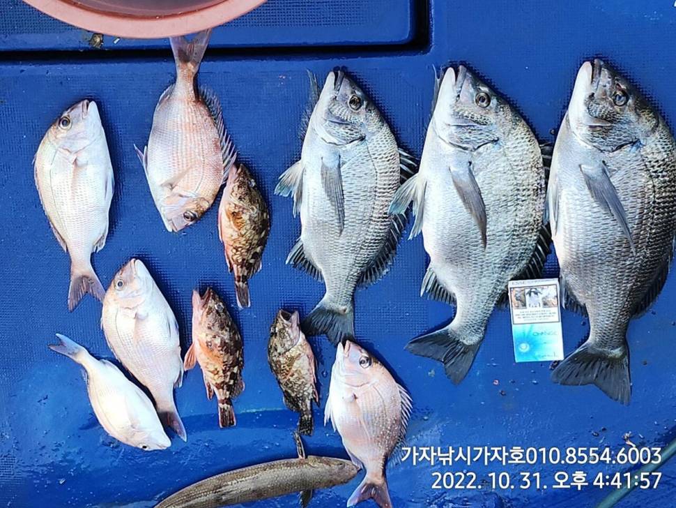 감성돔참돔 선상 갯바위 조황 (조황조행기 - 바다선상조황)