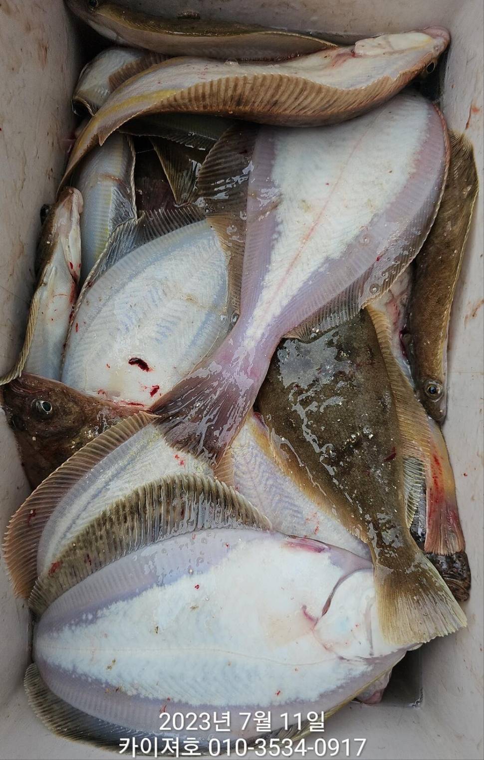11일오전 타작 보너스도 있네요ㅎ (조황조행기 - 바다선상조황)