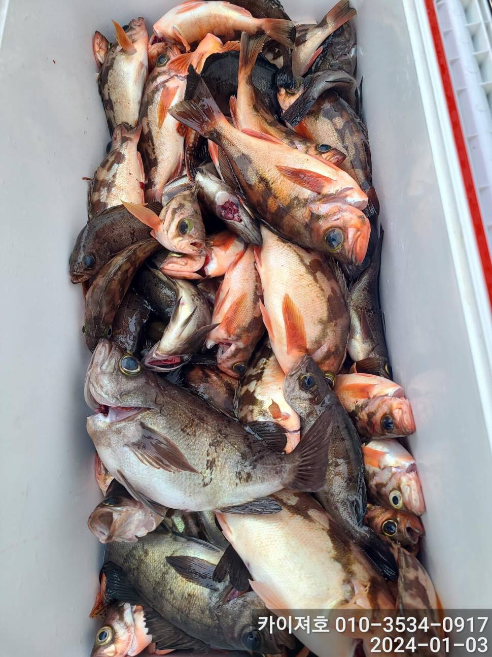 3일오전 완전 쓸어 담았네 왕볼락 볼락 열기 (조황조행기 - 바다선상조황)